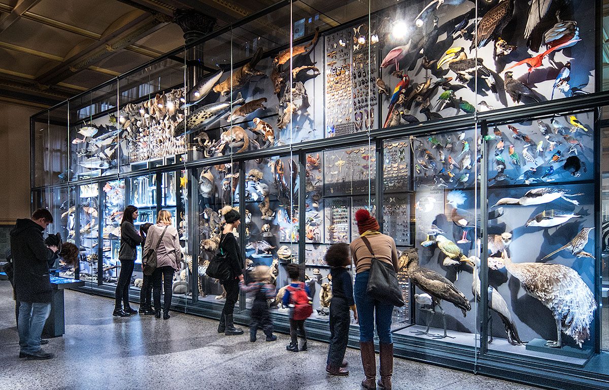 Besucher im Naturkundemuseum Berlin - Biodiversitätswand Evolutionssaal