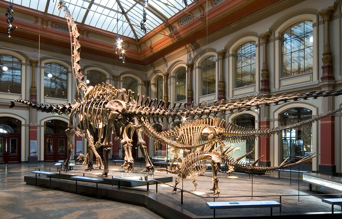 Museum of Natural History Berlin - Saurian Hall ©Carola-Radke-MfN