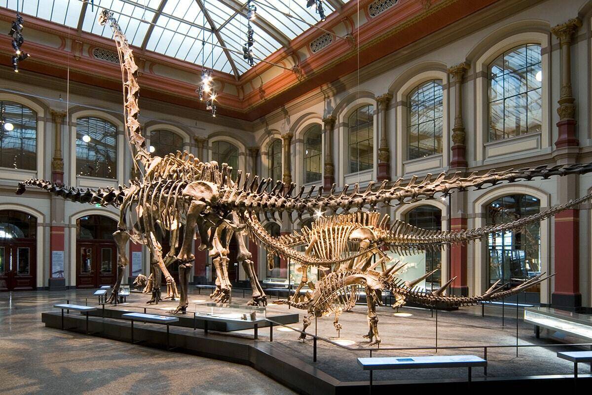 Museum of Natural History Berlin - Saurian Hall ©Carola-Radke-MfN