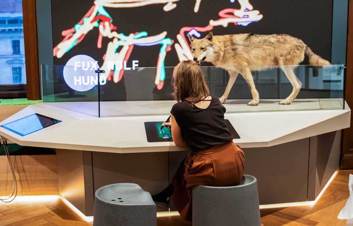 Visitor at interactive learning station on the subject of wolves