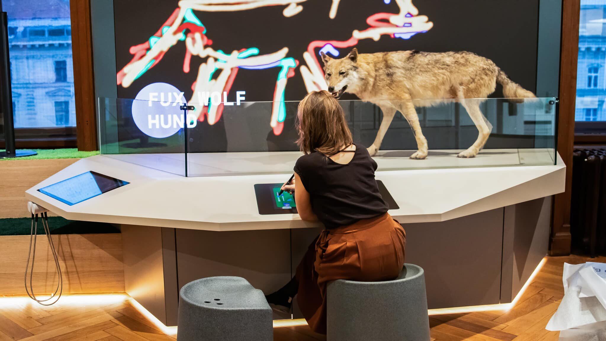 Visitor at interactive learning station on the subject of wolves