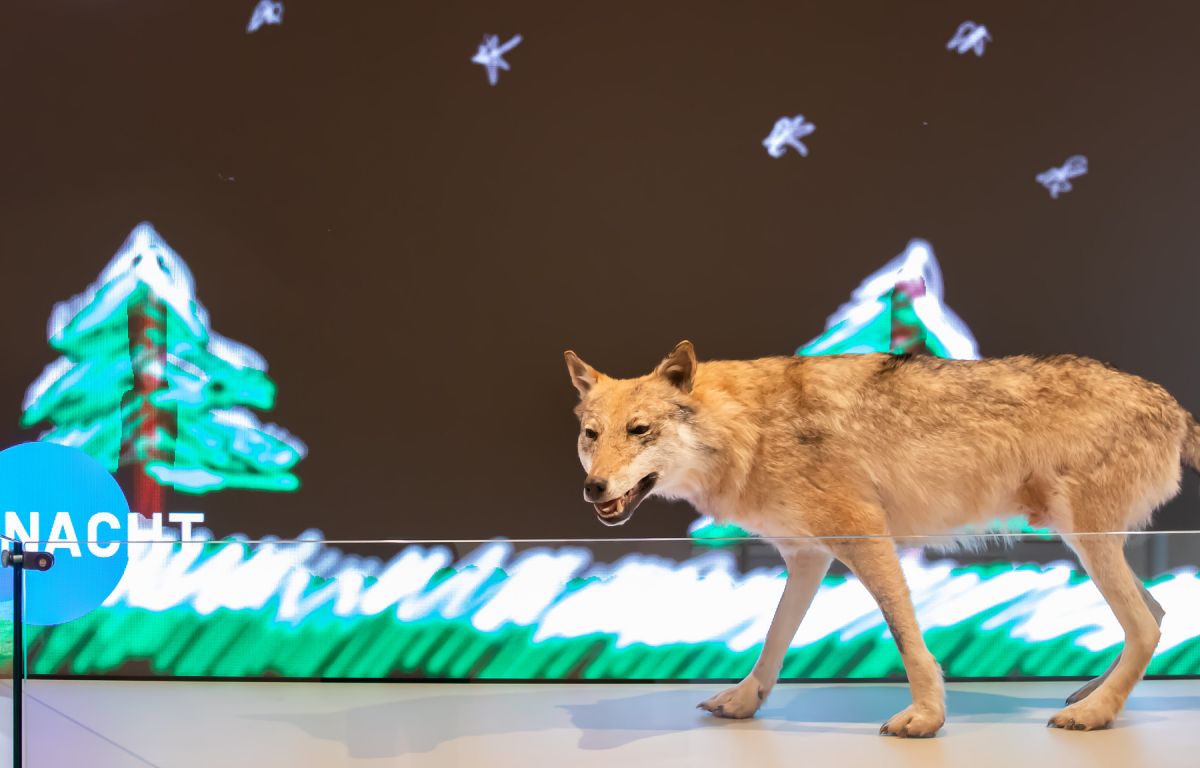 interactive station on wolves at NHM Vienna