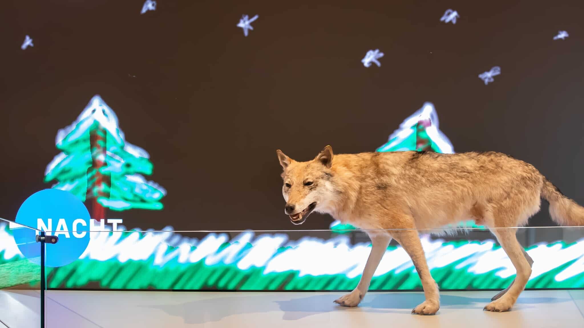 interactive station on wolves at NHM Vienna